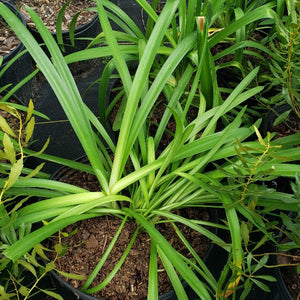 AGAPANTHUS LILY OF THE NILE