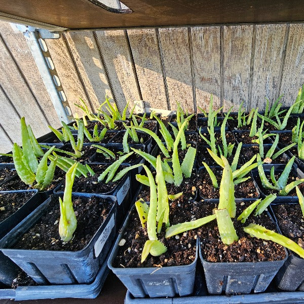 ALOE Vera var chinensis