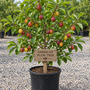 American Plum Tree