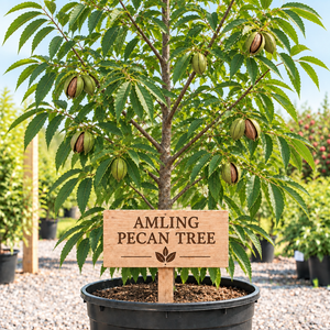  Amling Pecan tree for North Florida producing high-quality pecans with good disease resistance