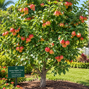 Ripe red and yellow Anna apples growing among green leaves on an apple tree.