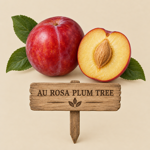 AU Rosa Plum Tree