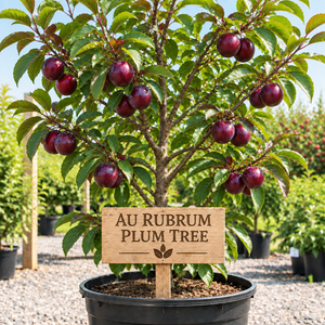AU Rubrum Plum Tree