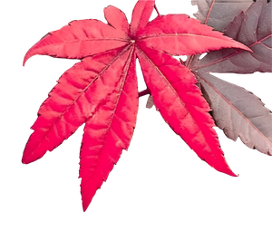 MAPLE EMPEROR I