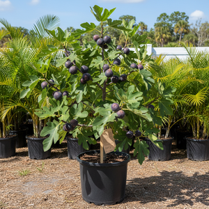Black Mission Fig Tree for sale at Advanced Nursery Growers in DeFuniak Springs Florida