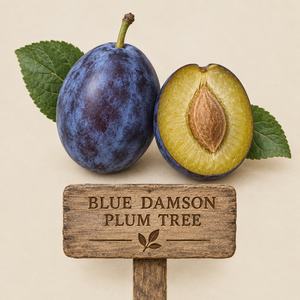 Blue Damson Plum Tree