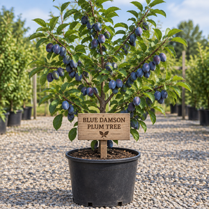Blue Damson Plum Tree