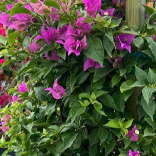 BOUGANVIILEA FUSCHIA