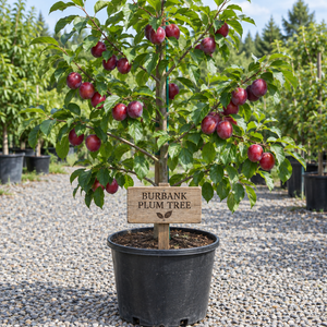 Burbank Plum Tree