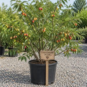 Chickasaw Plum