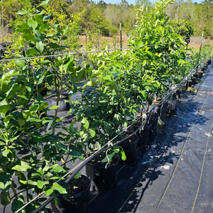 Harvey Lemon Tree – Citrus limon ‘Harvey’