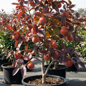 Coffee Cake Persimmon Tree