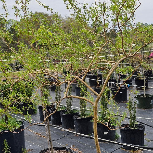 WILLOW CORK SCREW WILLOW