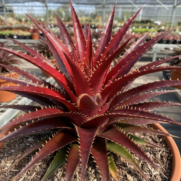 Advanced Nursery Growers: Elevating Expertise in the Horticultural Sector