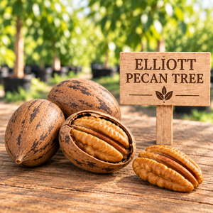 Elliott pecan nut close-up with wooden sign