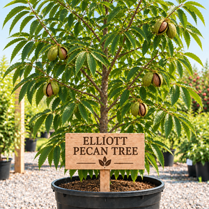 Elliott pecan tree with wooden sign