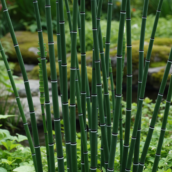 HORSETAIEquisetum hyemale, Horsetail Reed