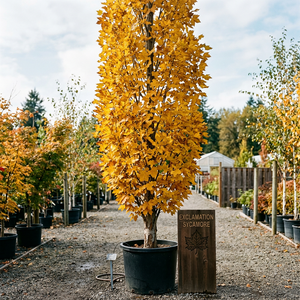 Exclamation Sycamore Tree