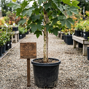 Exclamation Sycamore Tree
