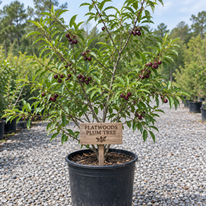 Flatwoods Plum Tree