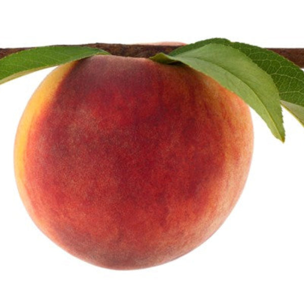 NECTARINE FLAVORTOP