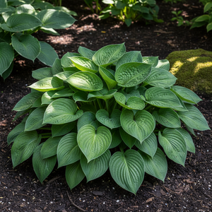 Hosta