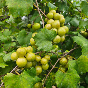 Fry Muscadine vine with large ripe bronze grapes for sale in North Florida