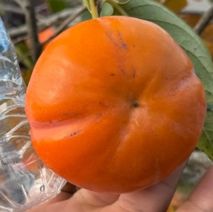 Fuyu Variety Persimmon
