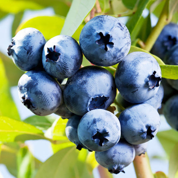 Galaxy southern highbush blueberry plant for sale at Advanced Nursery Growers in DeFuniak Springs, Florida
