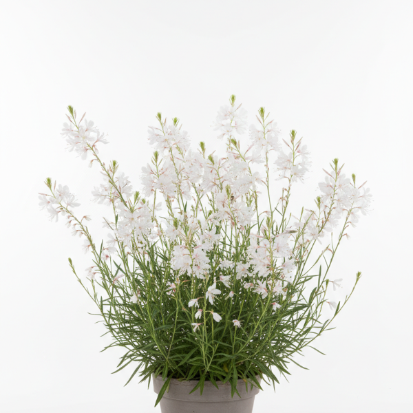 BELLEZA WHITE GAURA