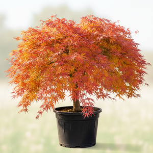 Glowing Embers Japanese Maple tree with colorful orange, red and purple fall foliage