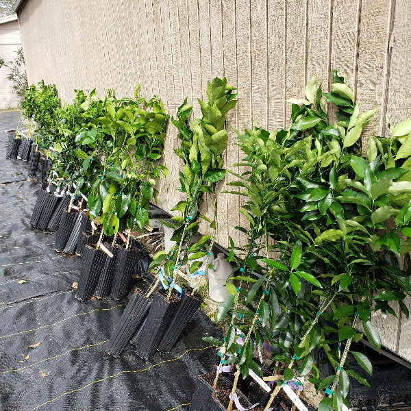 CITRUS WEKIWA TANGELO