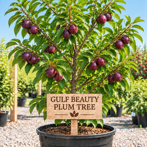 Gulf Beauty Plum Tree