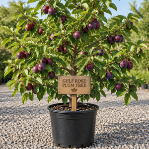 Gulf Rose Plum Tree
