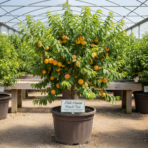 Hale Haven Peach Tree for sale at Advanced Nursery Growers in DeFuniak Springs Florida