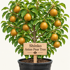 Illustration of round bronze-brown Shinko Asian pears on a potted tree with a wooden Shinko Asian Pear Tree sign