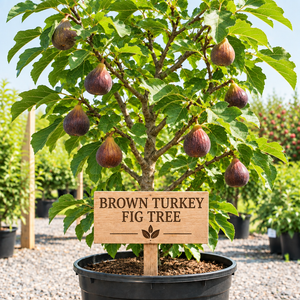 Brown Turkey Fig Tree in a nursery pot with a wooden Brown Turkey Fig Tree sign
