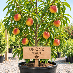 Generated illustration of a UF One peach tree in a black nursery pot with a wooden UF ONE PEACH sign.