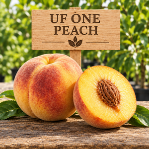 Generated illustration of a whole UF One peach and a cut half showing yellow flesh, with a wooden UF ONE PEACH sign.