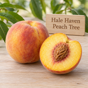 Illustration of whole and cut Hale Haven peach showing yellow flesh and red-blushed skin