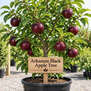 Illustration of very dark red Arkansas Black apples on a potted tree with a wooden Arkansas Black Apple Tree sign