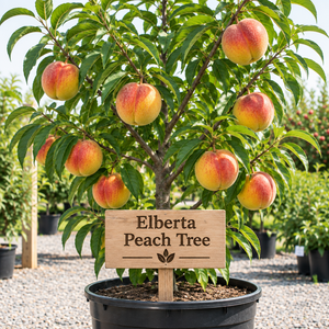 Illustration of Elberta peach tree with crimson-blushed golden-yellow peaches, nursery pot and wooden variety sign