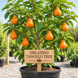 Orlando Tangelo Tree in a nursery pot with a wooden Orlando Tangelo Tree sign