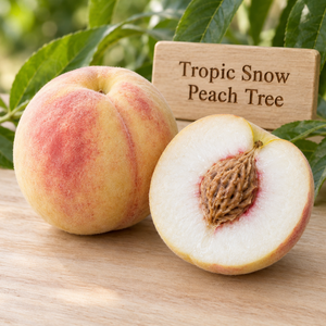 Illustration of whole and cut Tropic Snow peach showing white flesh and creamy red-blushed skin
