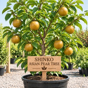 Shinko Asian Pear Tree in a nursery pot with a wooden Shinko Asian Pear Tree sign