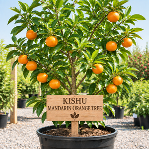 Kishu Mandarin Orange Tree in a nursery pot with a wooden Kishu Mandarin Orange Tree sign