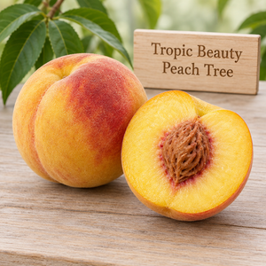 Illustration of whole and cut Tropic Beauty peach showing yellow flesh and red-blushed skin