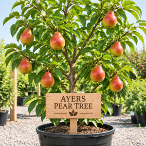 Ayers Pear Tree in a nursery pot with a wooden Ayers Pear Tree sign