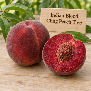 Indian Blood Cling Peach Tree