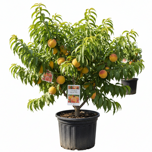 June Gold Peach Tree for sale at Advanced Nursery Growers in DeFuniak Springs Florida